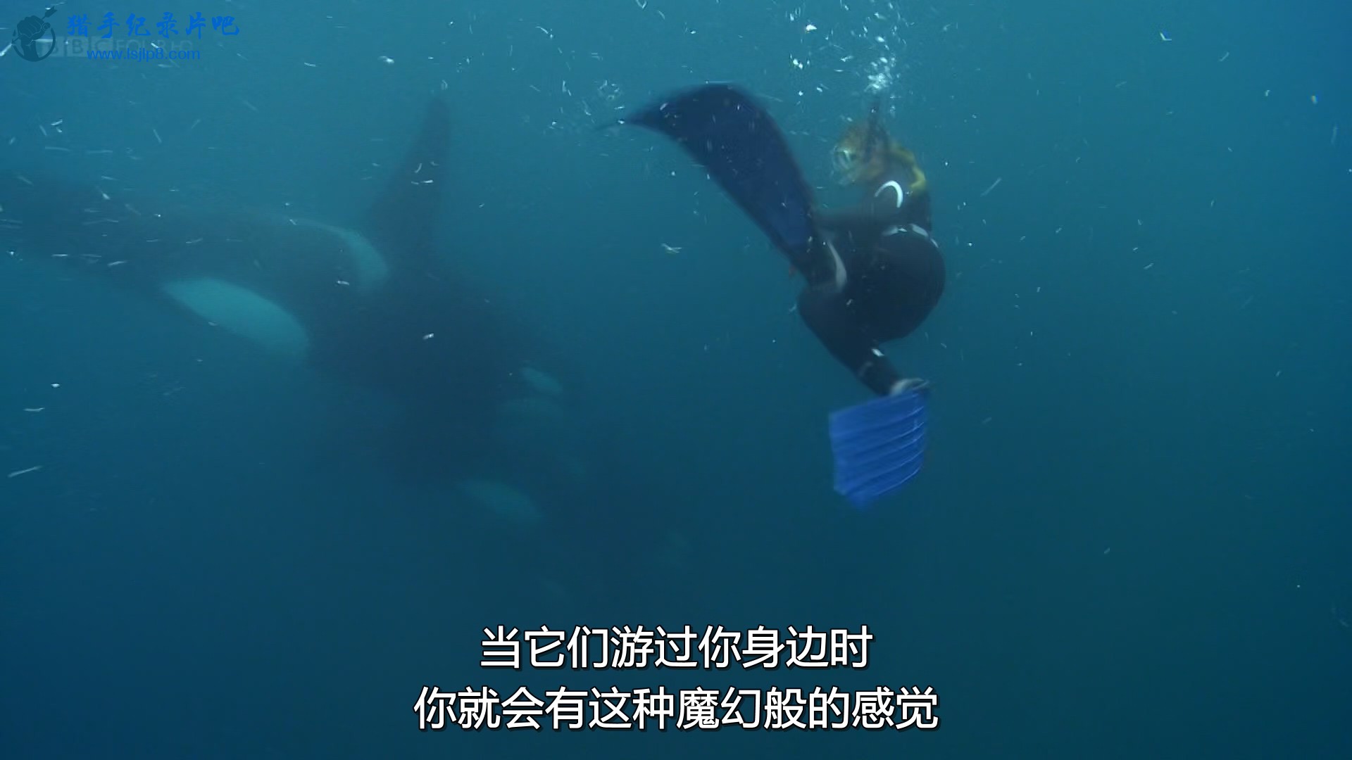 BBC.Natural.World.2011.The.Woman.Who.Swims.with.Killer.Whales.1080p.HDTV.x265.AA.jpg