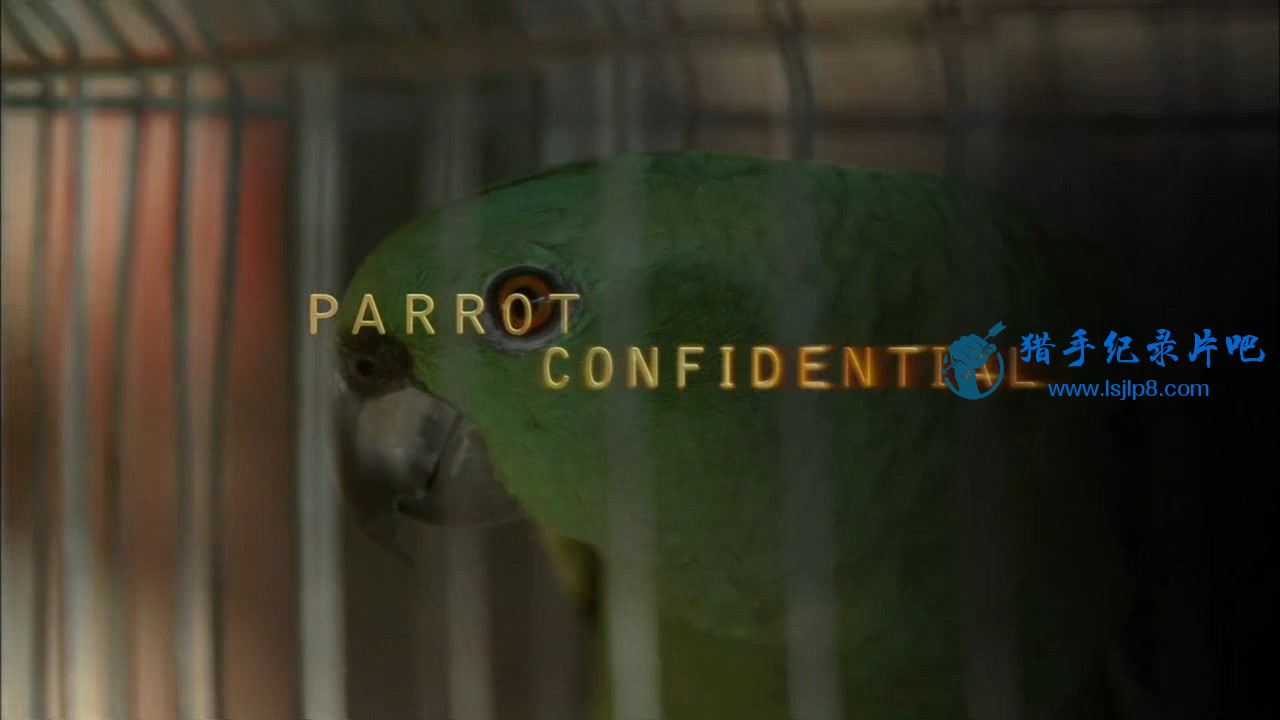 PBS.Nature.2013.Parrot.Confidential.720p.x264.AAC.MVGroup.org.mp4_20211210_165927.840.jpg