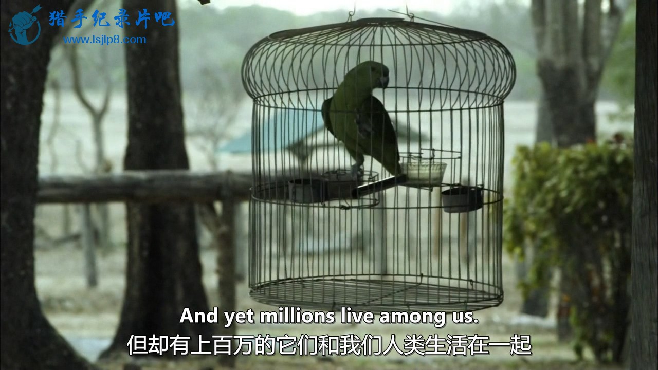 PBS.Nature.2013.Parrot.Confidential.720p.x264.AAC.MVGroup.org.mp4_20211210_170008.039.jpg