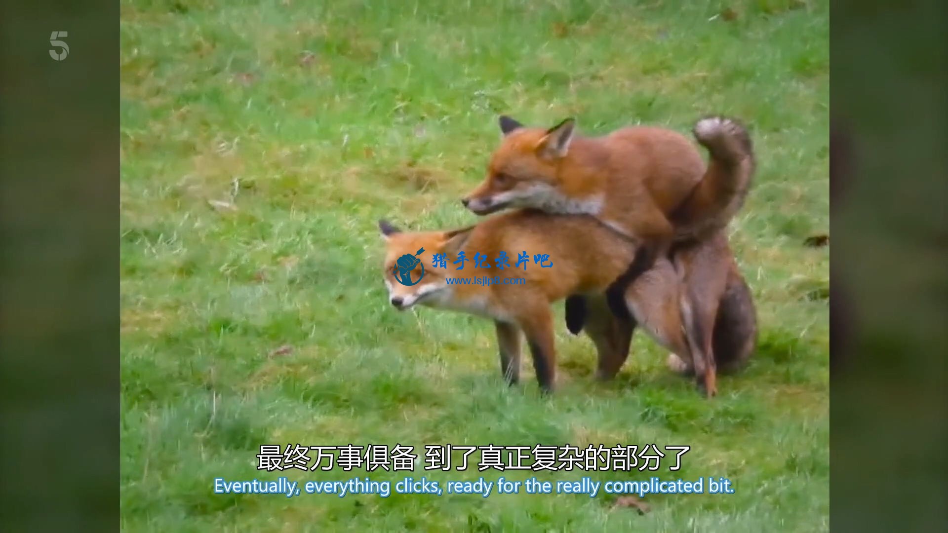 [破烂熊][Foxes.Their.Secret.World.S01E01][1080P].mp4.jpg