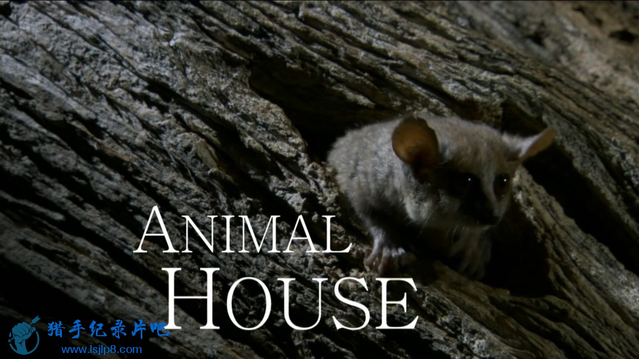 BBC.Natural.World.2011.Animal.House.HDTV.x264.AAC.MVGroup.org.mkv_20211214_204915.124.jpg