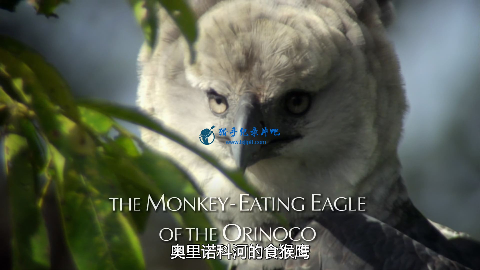 BBC.Natural.World.2010.The.Monkey-Eating.Eagle.of.the.Orinoco.1080p.HDTV.x265.AA.jpg