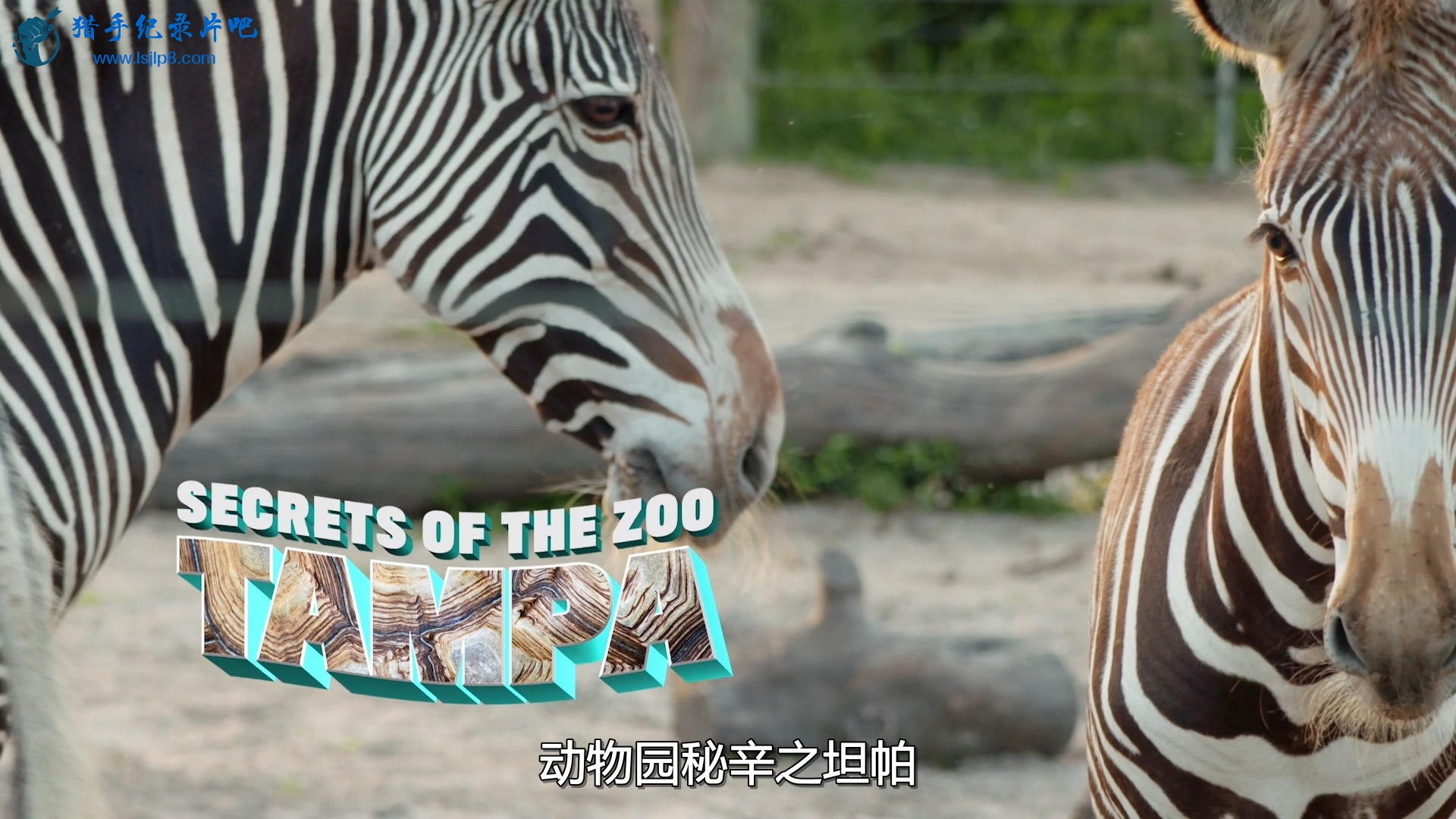 Secrets.Of.The.Zoo.Tampa.S01E01.1080p.DSNP.WEB-DL.DD5.1.H.264-NTb.jpg