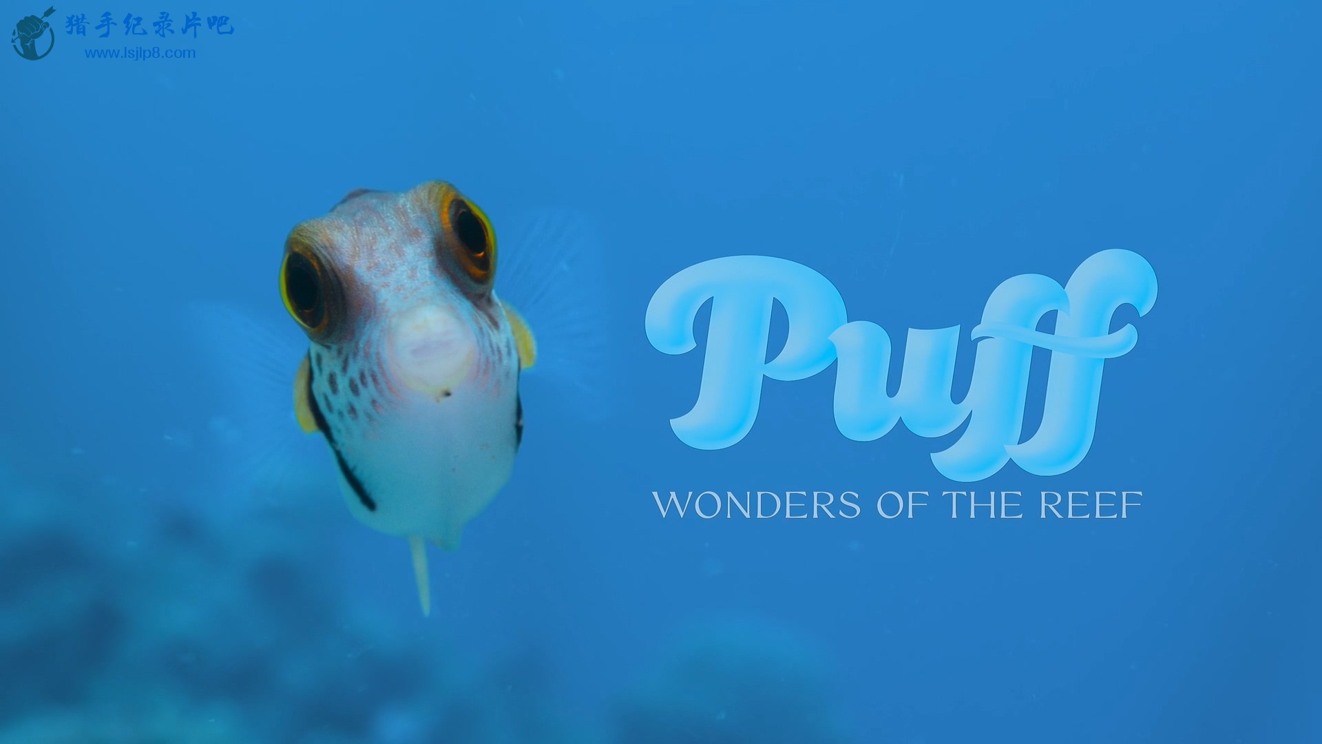 Puff.Wonders.of.the.Reef.2021.1080p.NF.WEB-DL.DDP5.1.x264-playWEB.mkv_20211227_1.jpg