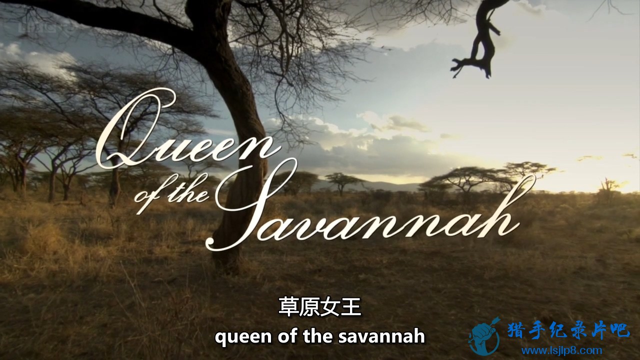 BBC.Natural.World.2012.Queen.of.the.Savannah.HDTV.x264.AAC.MVGroup.org.mkv_20220.jpg