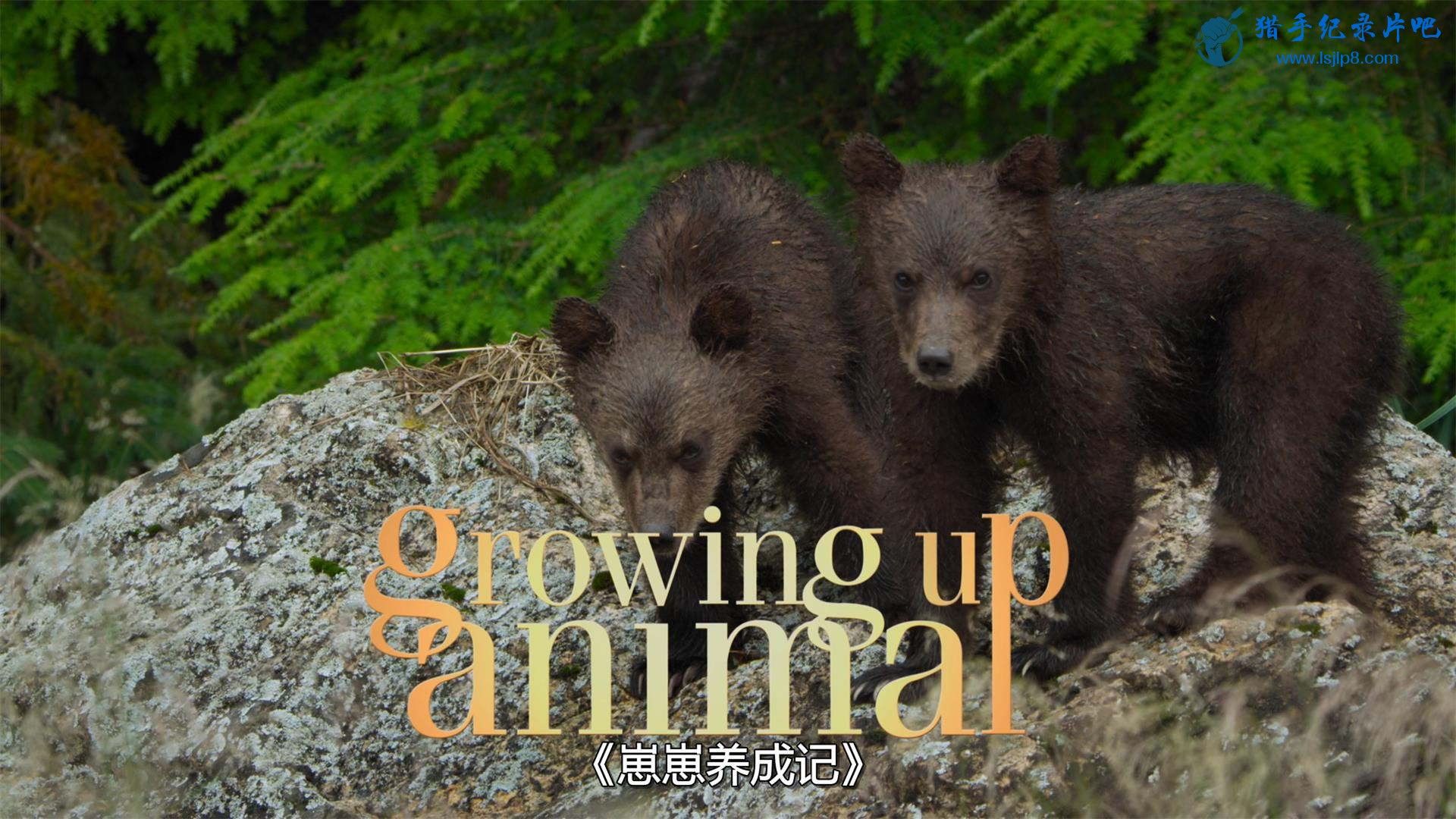 Growing.Up.Animal.S01E01.HDR.2160p.WEB.h265-KOGi.jpg