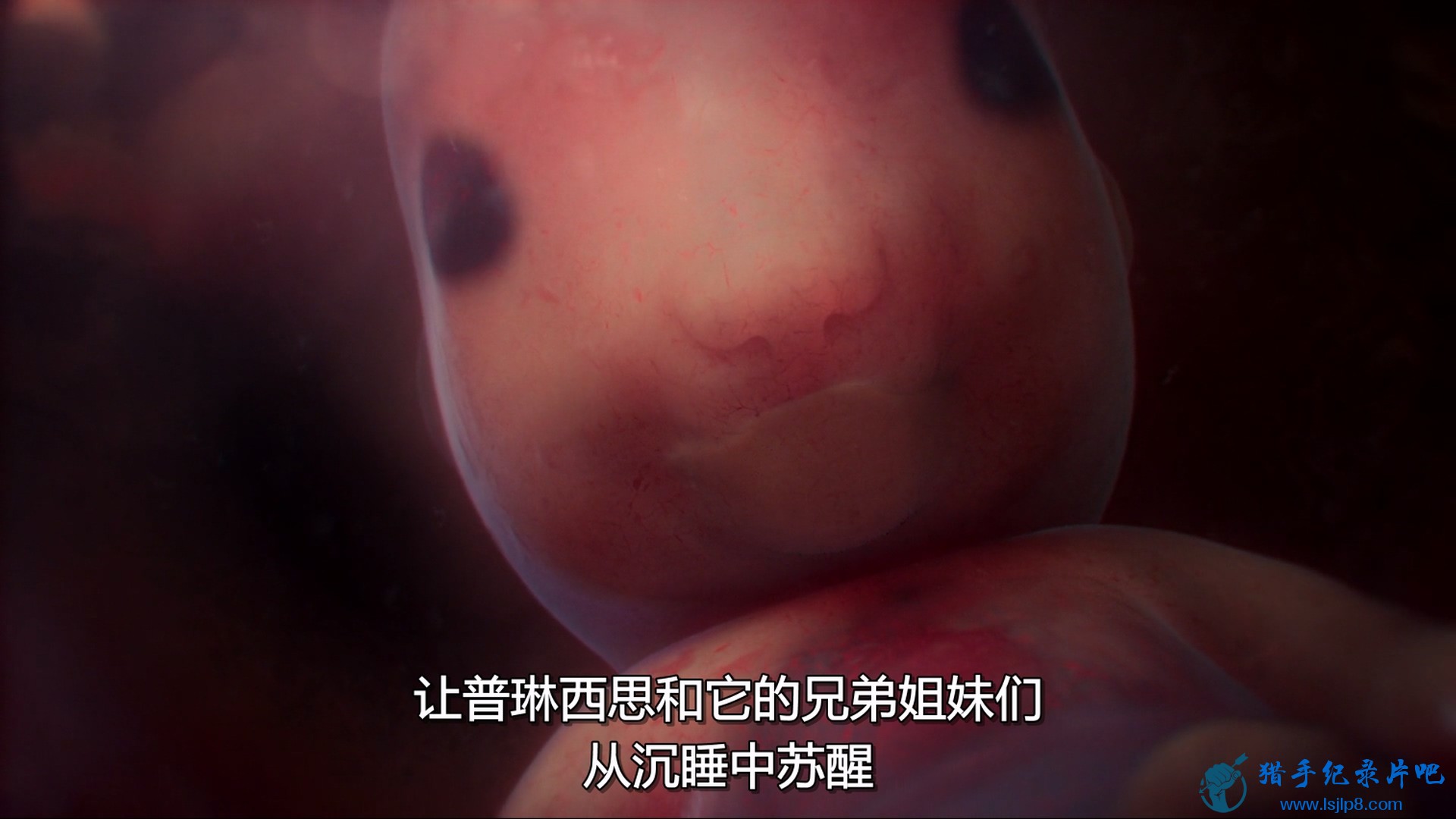 In.The.Womb.Animal.Babies.S01E01.1080p.DSNP.WEB-DL.DD5.1.H.264-PlayWEB.mkv_20240.jpg